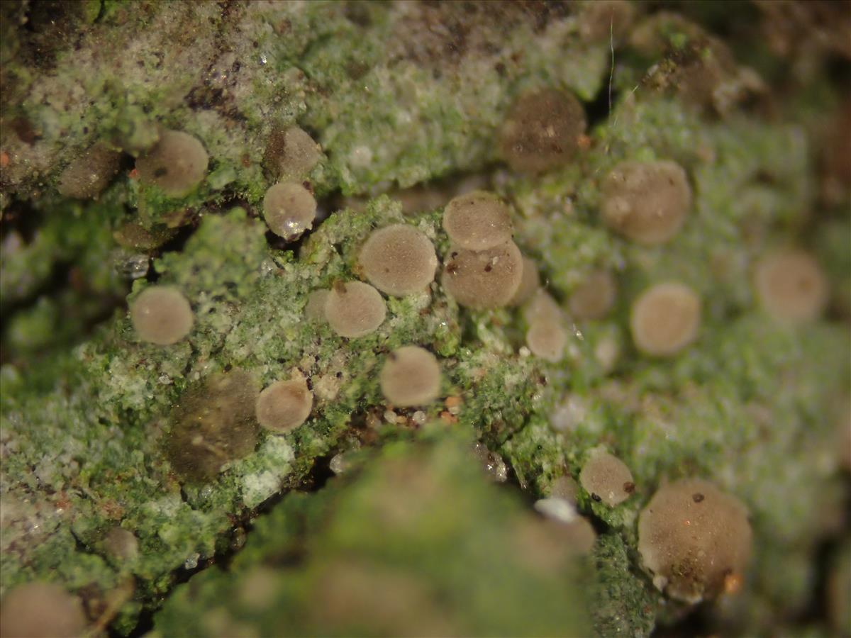 Bacidina brandii (door Lukas Verboom)