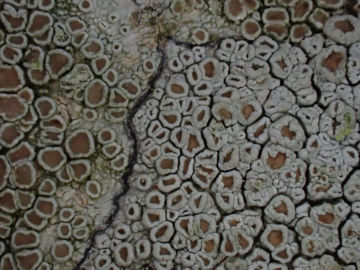 Lecanora sinuosa (door Lukas Verboom)