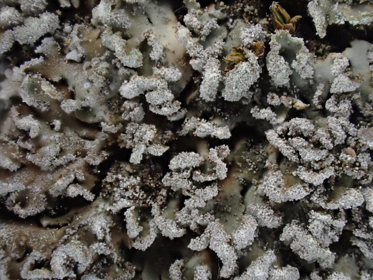 Physconia perisidiosa (door Lukas Verboom)