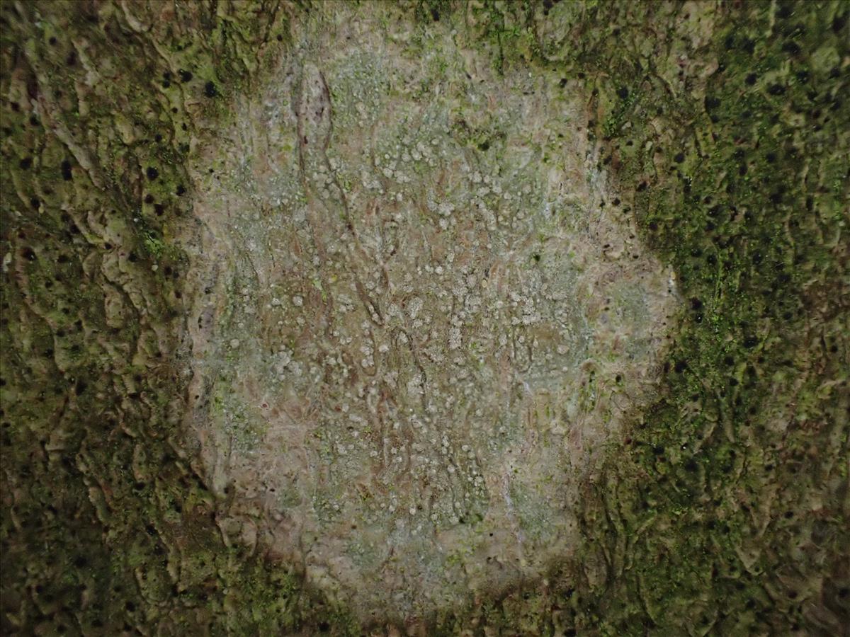 Dendrographa decolorans (door Lukas Verboom)