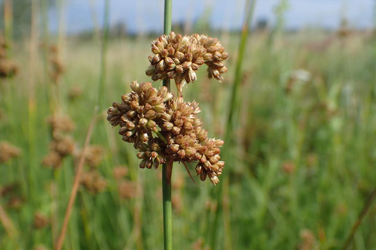 Juncus amabilis (door Sipke Gonggrijp)