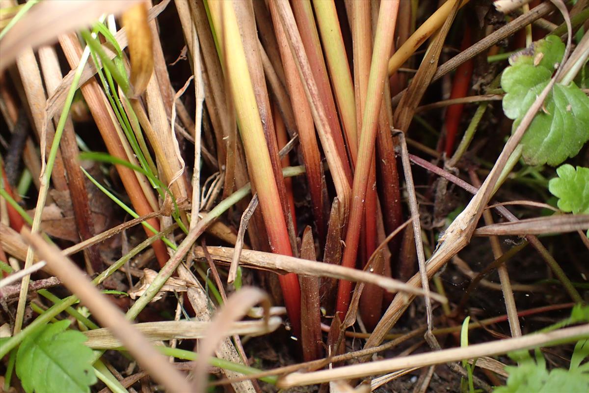 Juncus amabilis (door Sipke Gonggrijp)