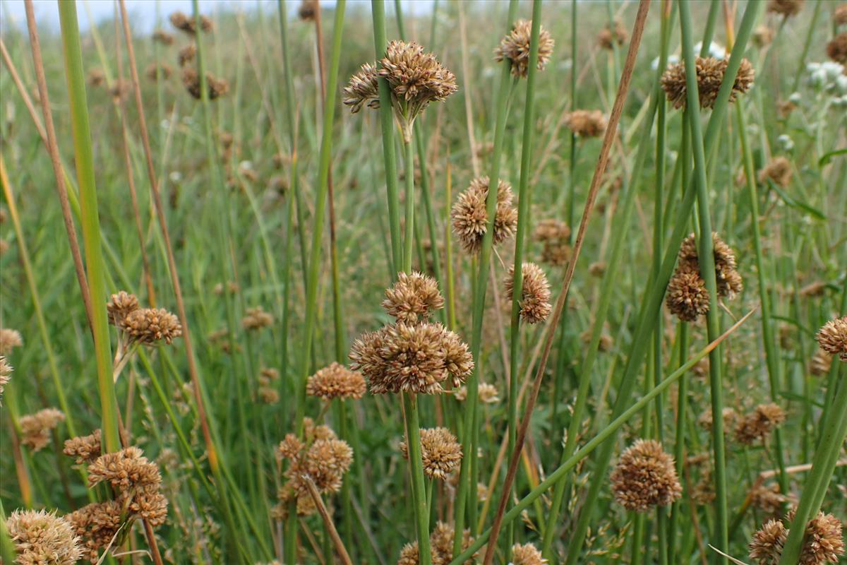 Juncus australis (door Sipke Gonggrijp)