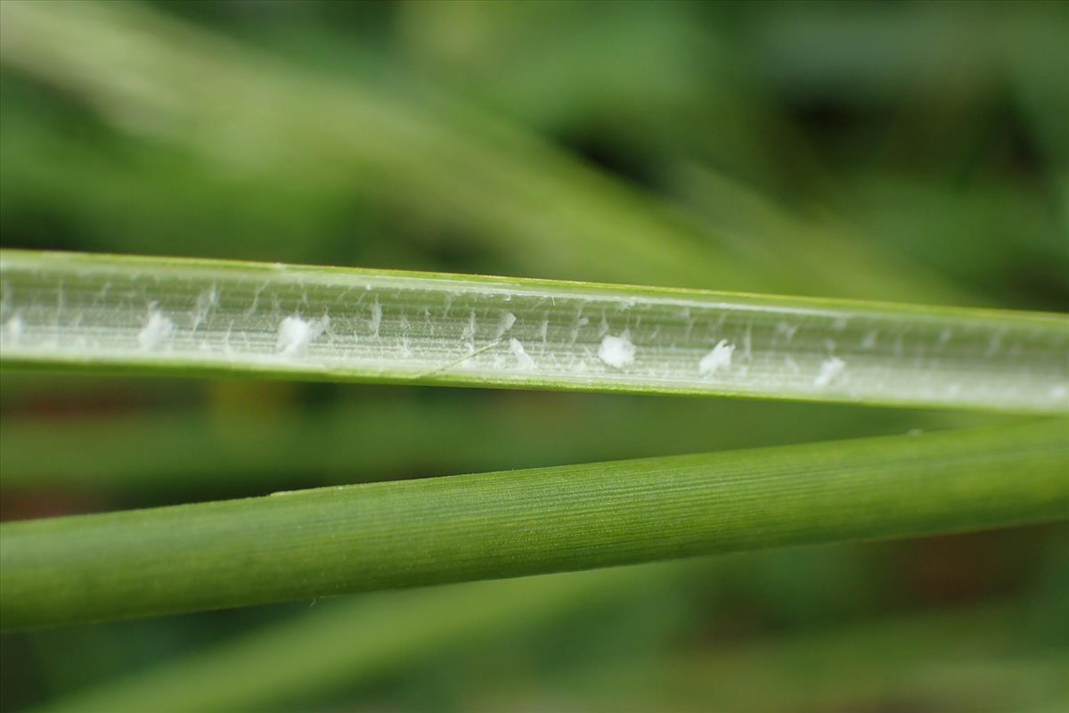 Juncus australis (door Sipke Gonggrijp)