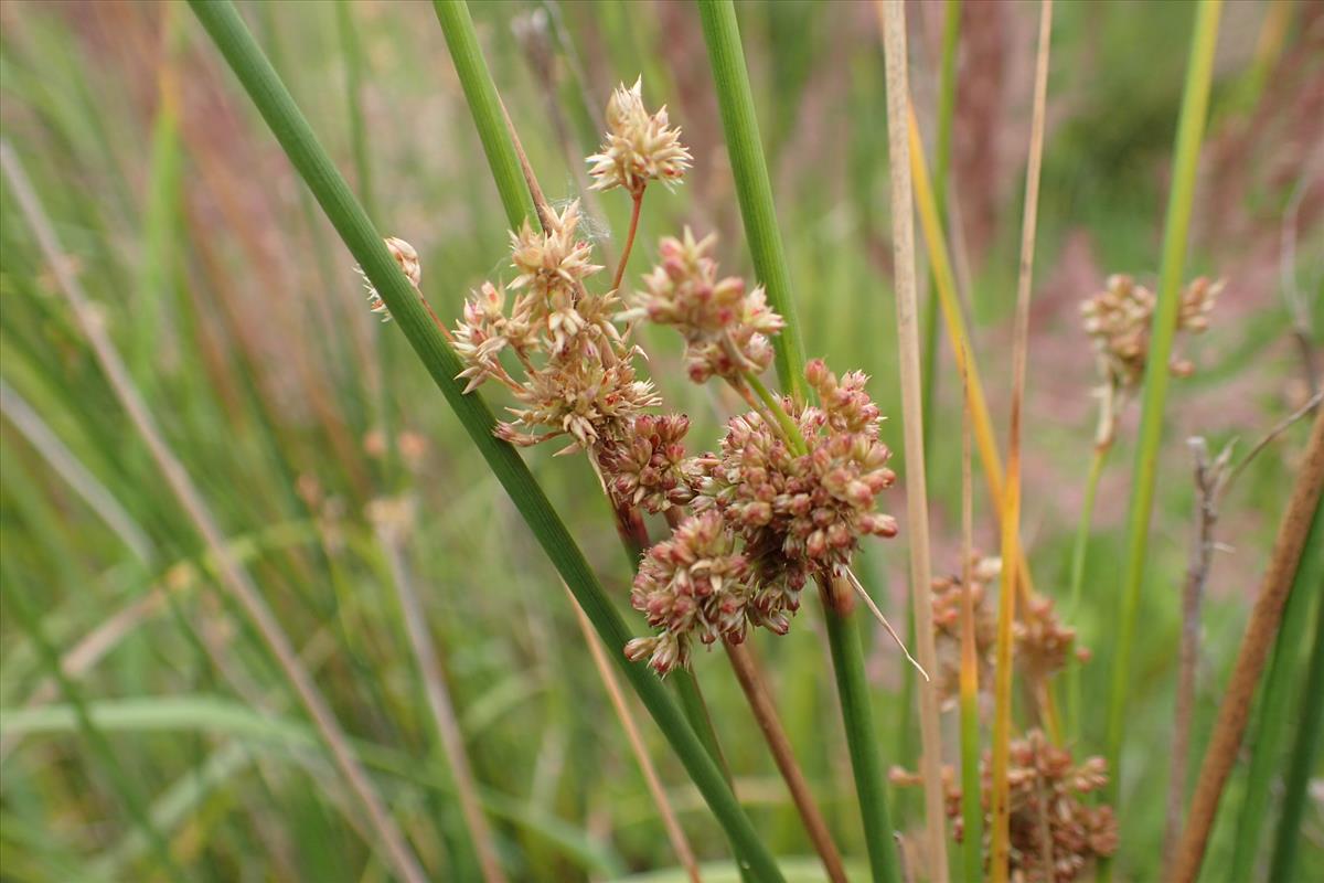 Juncus sarophorus (door Sipke Gonggrijp)