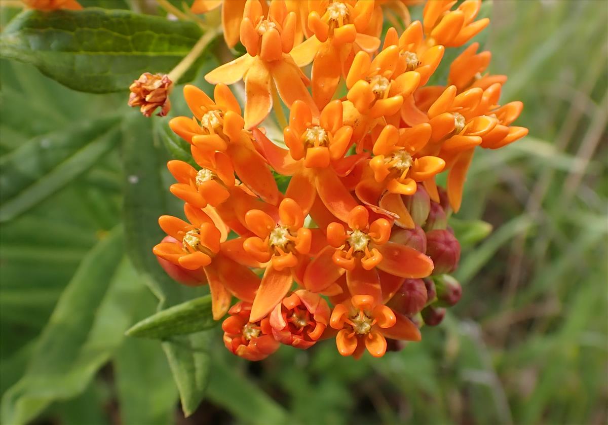 Asclepias tuberosa (door Jelle van Dijk)