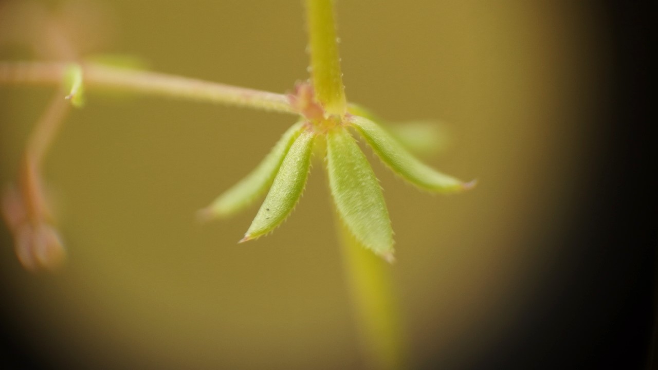 Galium parisiense (door Sipke Gonggrijp)