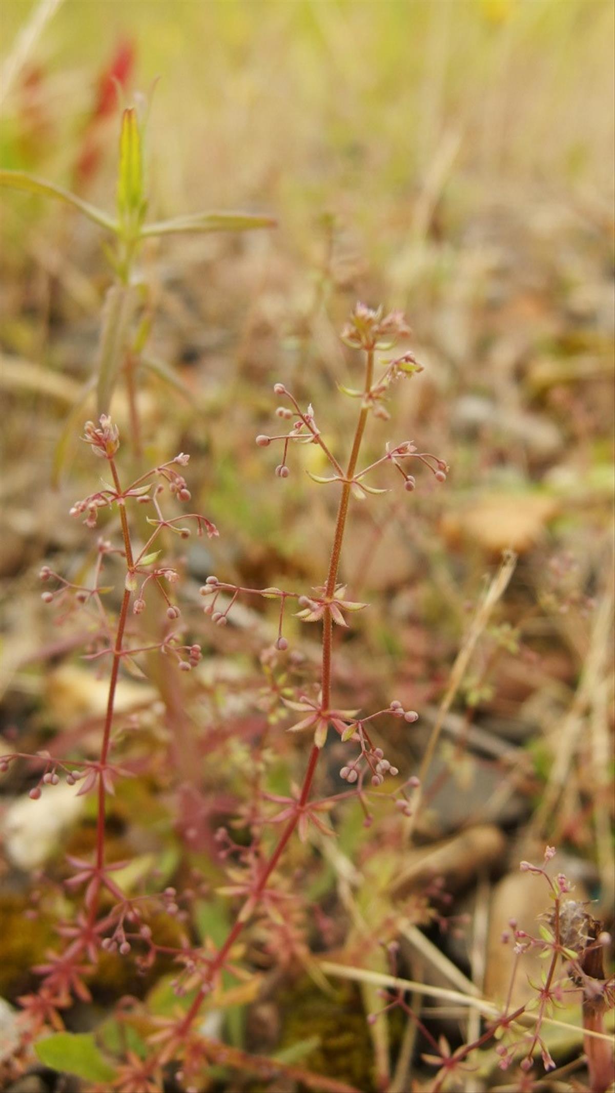 Galium parisiense (door Sipke Gonggrijp)