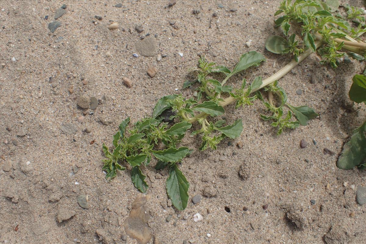 Amaranthus albus (door Stef van Walsum)