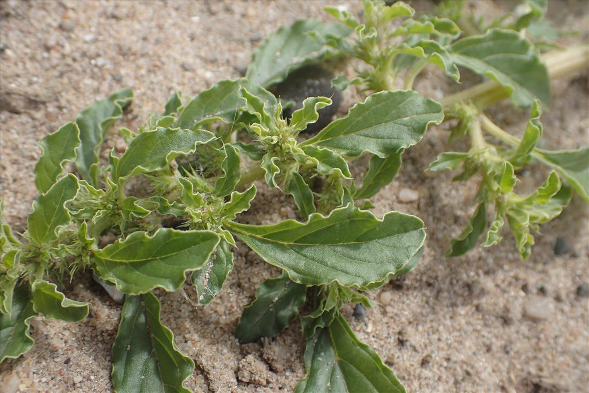 Amaranthus albus (door Stef van Walsum)