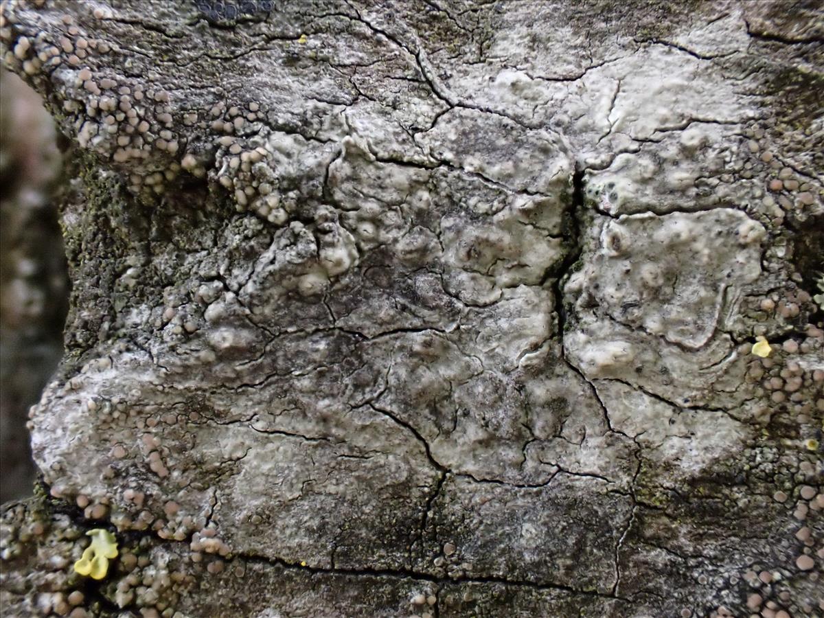 Thelenella modesta (door Lukas Verboom)