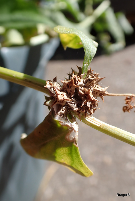 Emex spinosa (door Rutger Barendse)