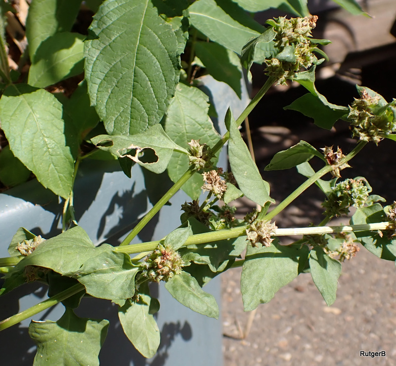 Emex spinosa (door Rutger Barendse)