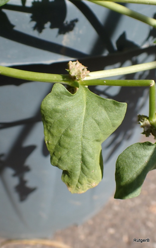 Emex spinosa (door Rutger Barendse)
