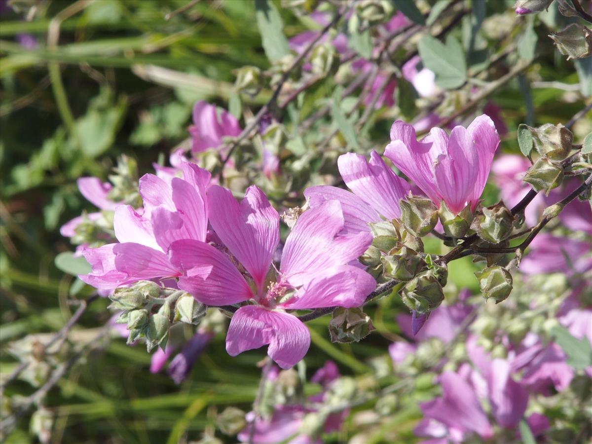 Malva thuringiaca (door Willemien Troelstra)