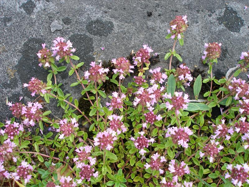 Thymus pulegioides (door Piet Bremer )