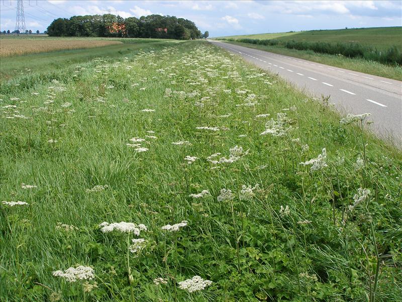 Heracleum sphondylium subsp. sphondylium (door Piet Bremer )