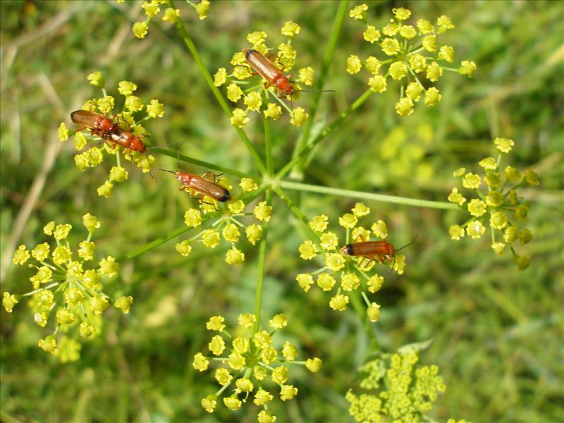 Pastinaca sativa (door Piet Bremer )