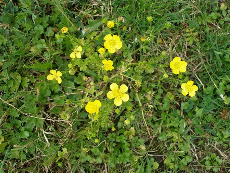 Ranunculus sardous (door Piet Bremer )