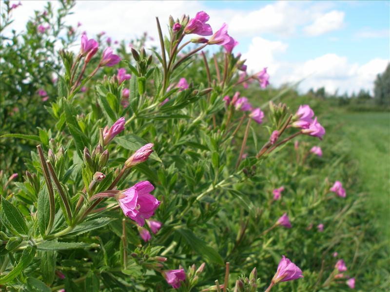 Epilobium hirsutum (door Piet Bremer )