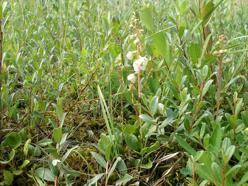 Pyrola rotundifolia (door Piet Bremer )