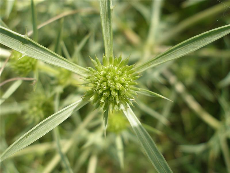 Eryngium campestre (door Piet Bremer )