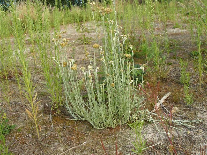 Pseudognaphalium luteoalbum (door Piet Bremer )