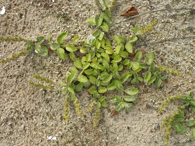 Veronica officinalis (door Piet Bremer )