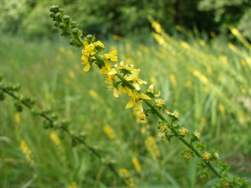 Agrimonia procera (door Piet Bremer )