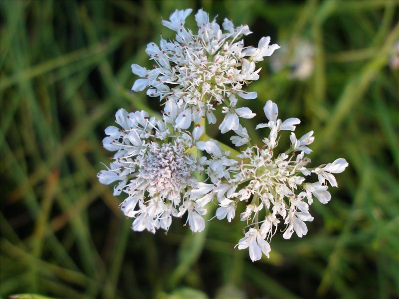 Oenanthe fistulosa (door Piet Bremer )