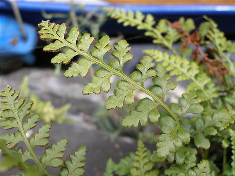 Asplenium adiantum-nigrum (door Piet Bremer )