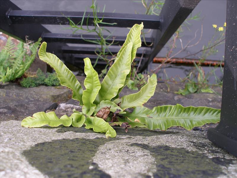 Asplenium scolopendrium (door Piet Bremer )