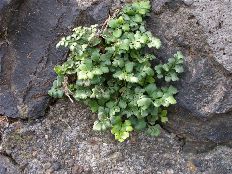 Asplenium ruta-muraria (door Piet Bremer )