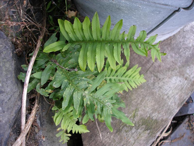 Polypodium interjectum (door Piet Bremer )