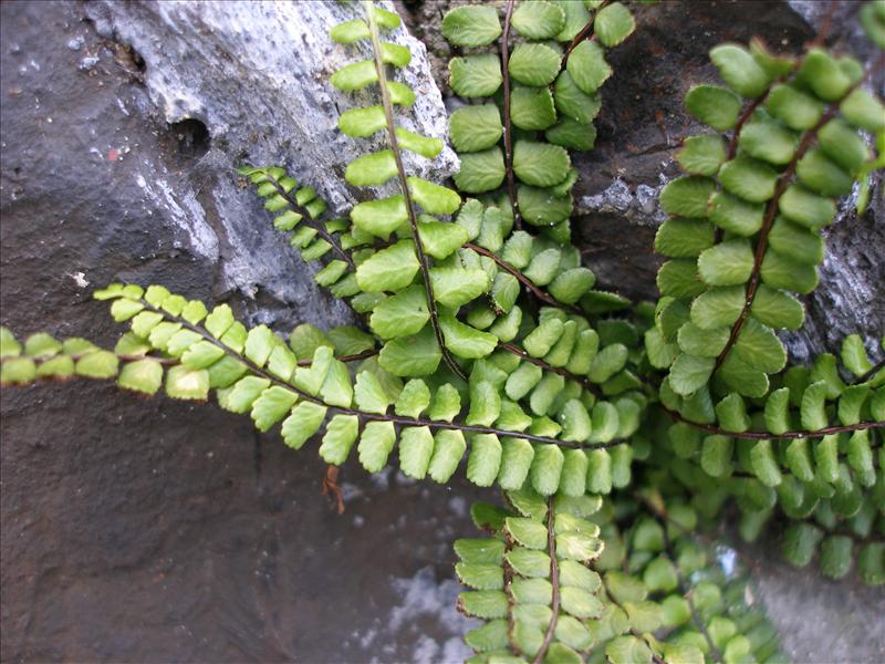 Asplenium trichomanes (door Piet Bremer )