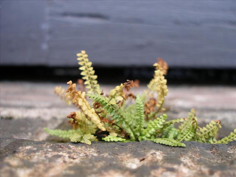 Asplenium viride (door Piet Bremer )