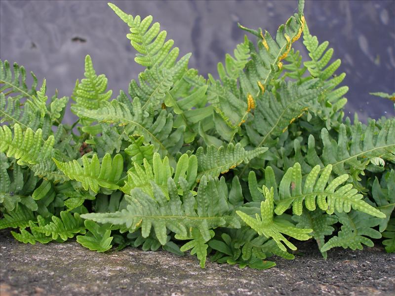 Polypodium vulgare (door Piet Bremer )