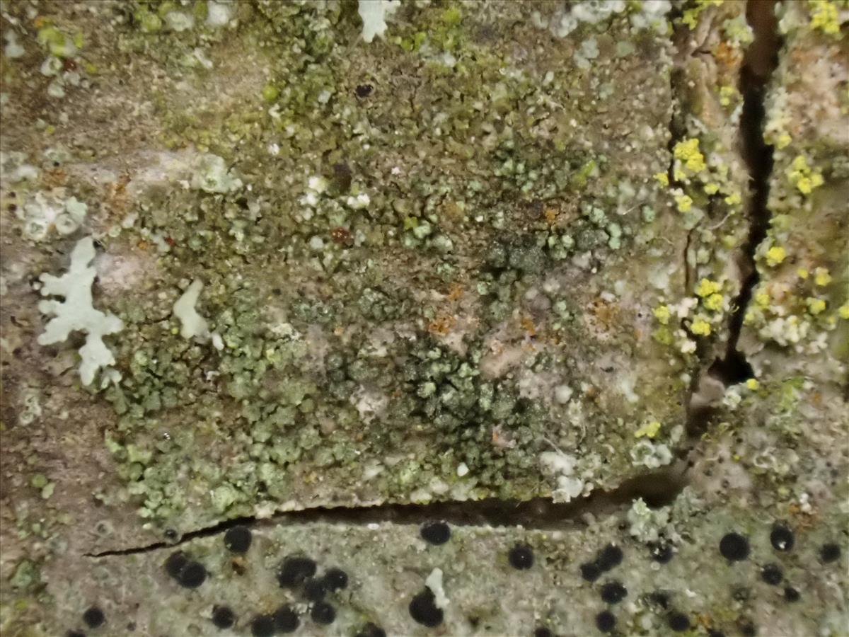 Halecania viridescens (door Lukas Verboom)