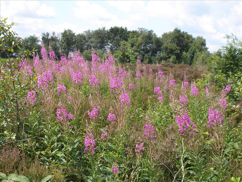 Chamaenerion angustifolium (door Piet Bremer )