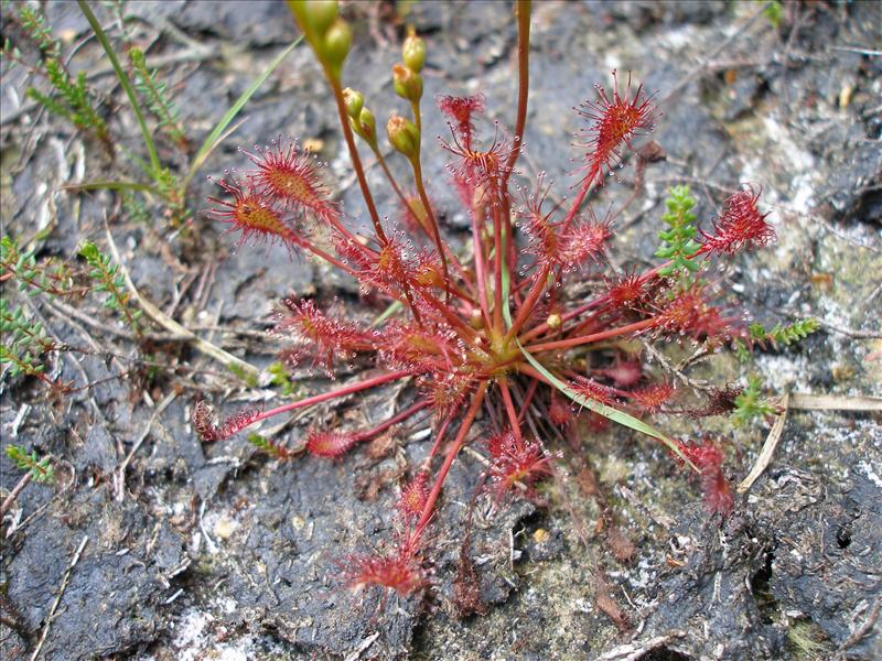 Drosera intermedia (door Piet Bremer )