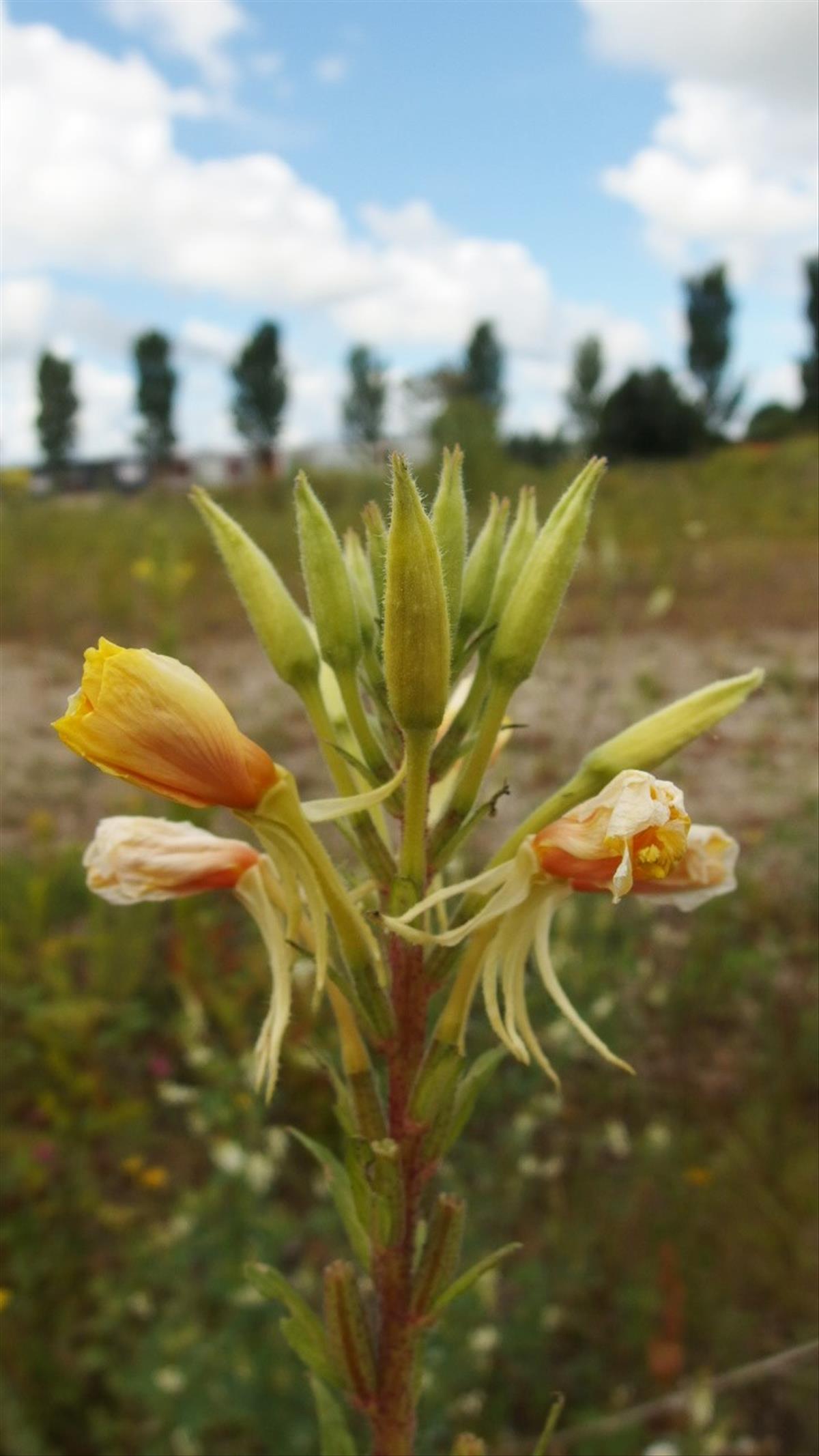 Oenothera rubricaulis (door Sipke Gonggrijp)