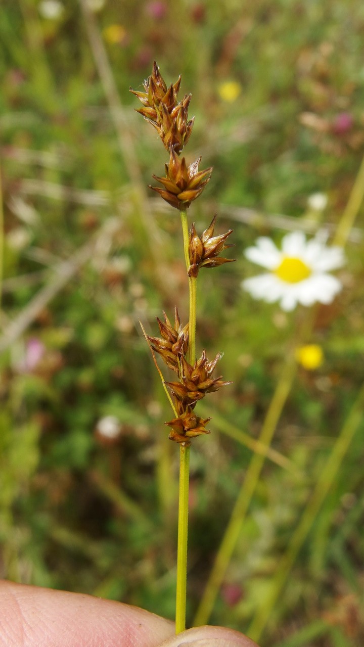 Carex muricata s.s. (door Sipke Gonggrijp)