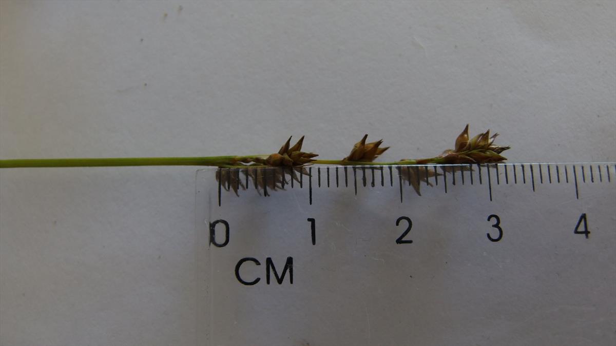 Carex muricata s.s. (door Sipke Gonggrijp)