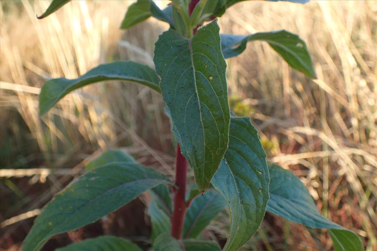 Oenothera paradoxa (door Sipke Gonggrijp)