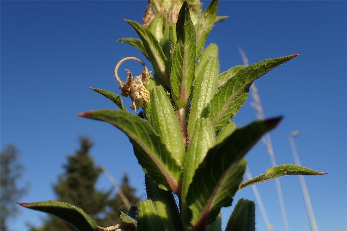 Oenothera paradoxa (door Sipke Gonggrijp)