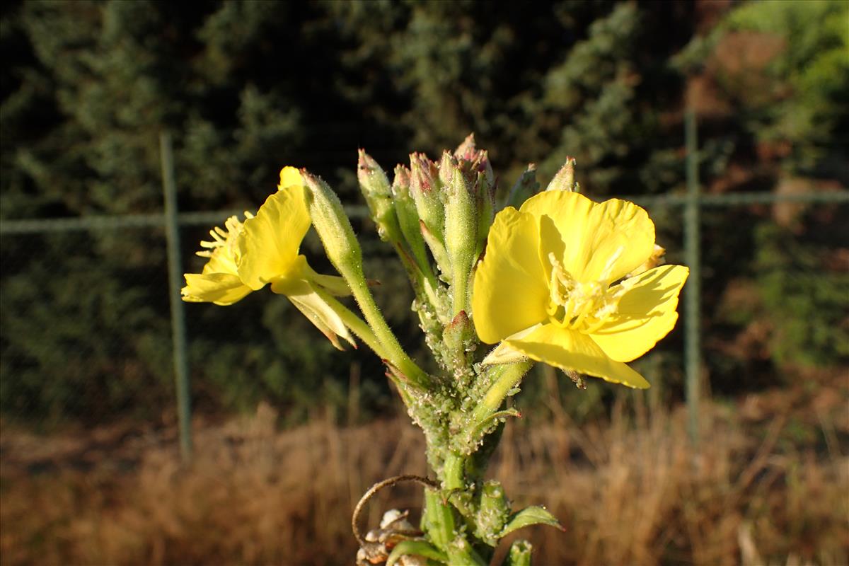 Oenothera paradoxa (door Sipke Gonggrijp)