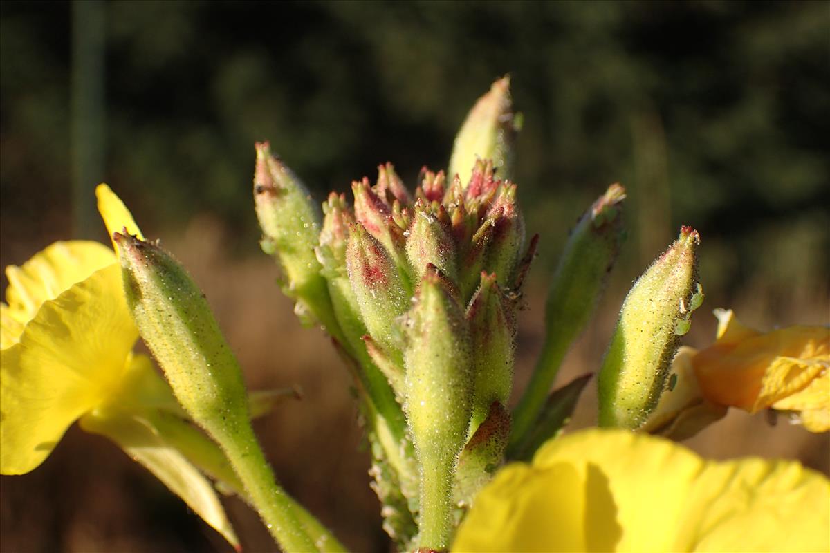 Oenothera paradoxa (door Sipke Gonggrijp)