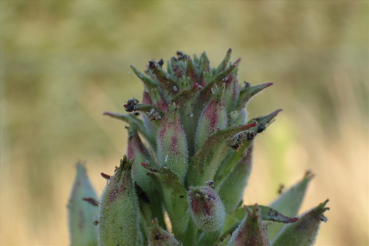 Oenothera paradoxa (door Sipke Gonggrijp)