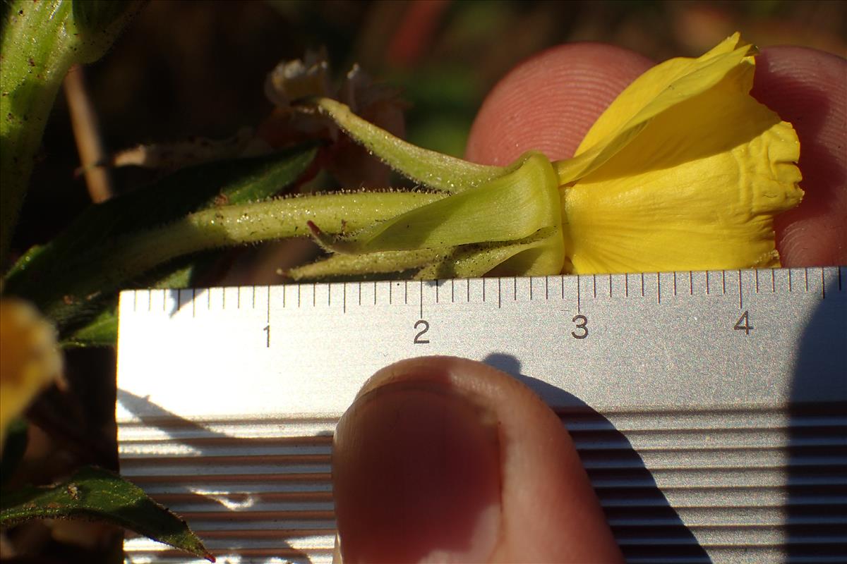 Oenothera paradoxa (door Sipke Gonggrijp)