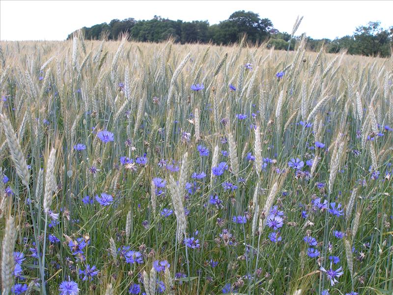 Centaurea cyanus (door Piet Bremer )